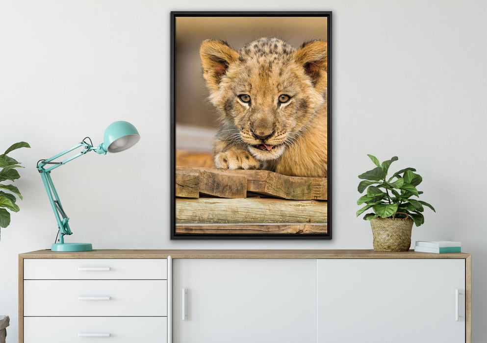 Löwenjunges auf Holzbrettern auf Leinwandbild gerahmt verschiedene Größen im Wohnzimmer