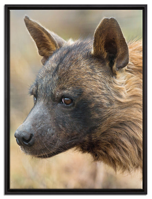 anmutige Hyäne im Wildgras auf Leinwandbild gerahmt Größe 80x60