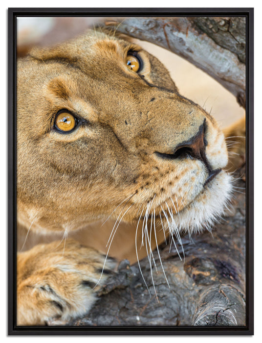 anpirschende Löwin auf Leinwandbild gerahmt Größe 80x60