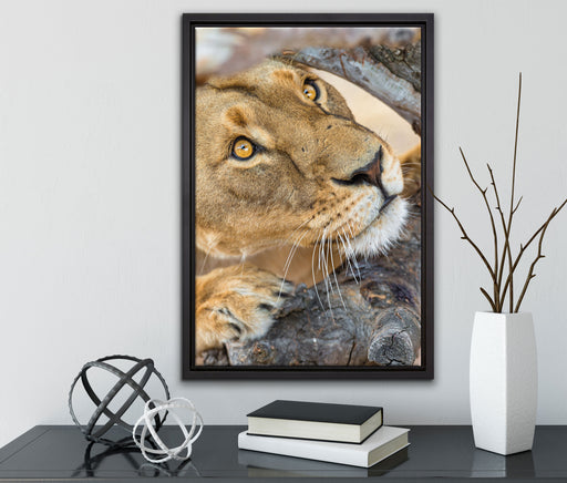 anpirschende Löwin auf Leinwandbild gerahmt mit Kirschblüten