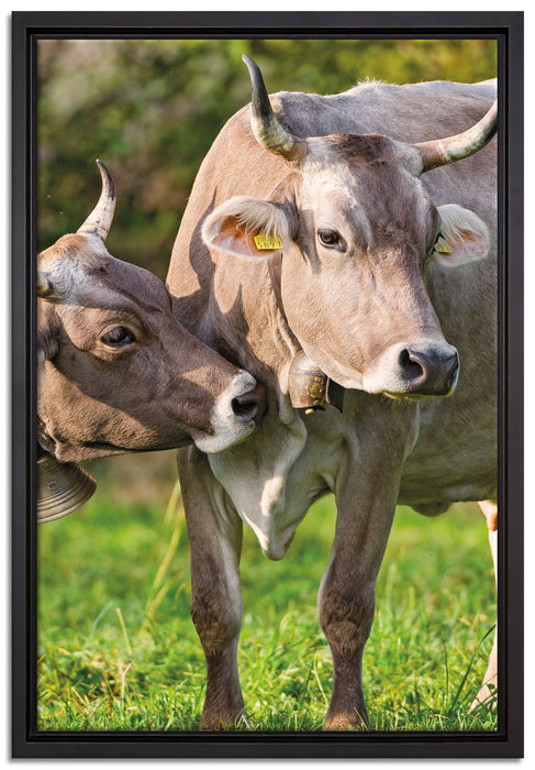 Kühe auf der Weide auf Leinwandbild gerahmt Größe 60x40