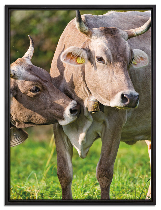 Kühe auf der Weide auf Leinwandbild gerahmt Größe 80x60