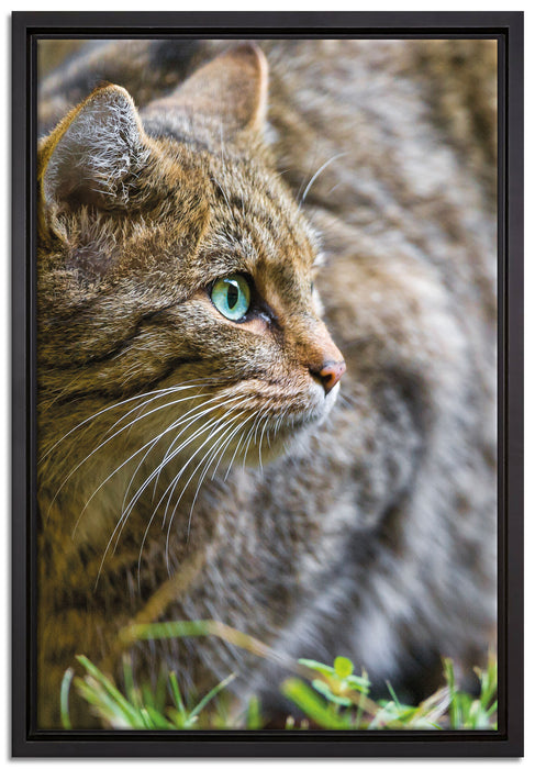 kleine Manul im Gras auf Leinwandbild gerahmt Größe 60x40