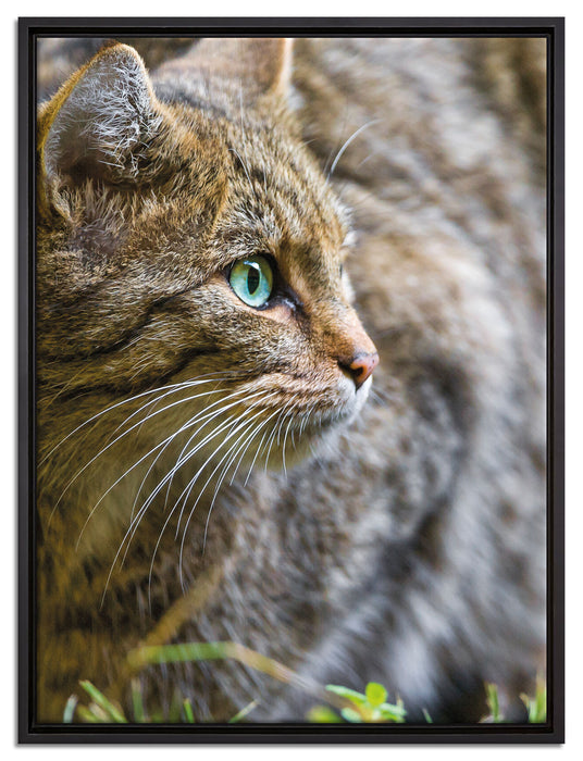 kleine Manul im Gras auf Leinwandbild gerahmt Größe 80x60