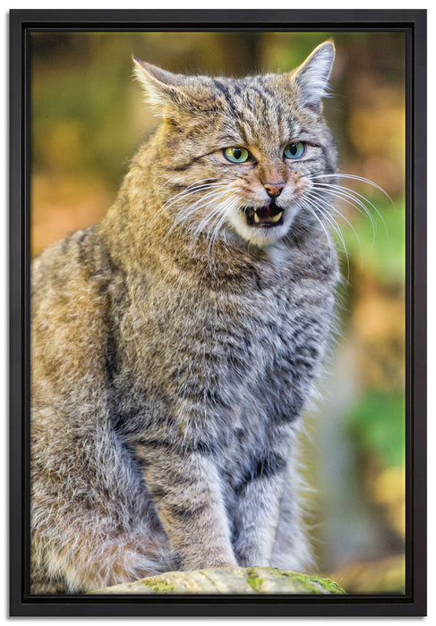 Manul auf Baumstamm auf Leinwandbild gerahmt Größe 60x40