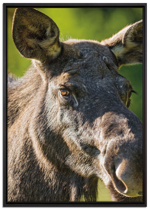 schöne Elchkuh auf Wiese auf Leinwandbild gerahmt Größe 100x70