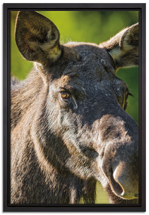 schöne Elchkuh auf Wiese auf Leinwandbild gerahmt Größe 60x40