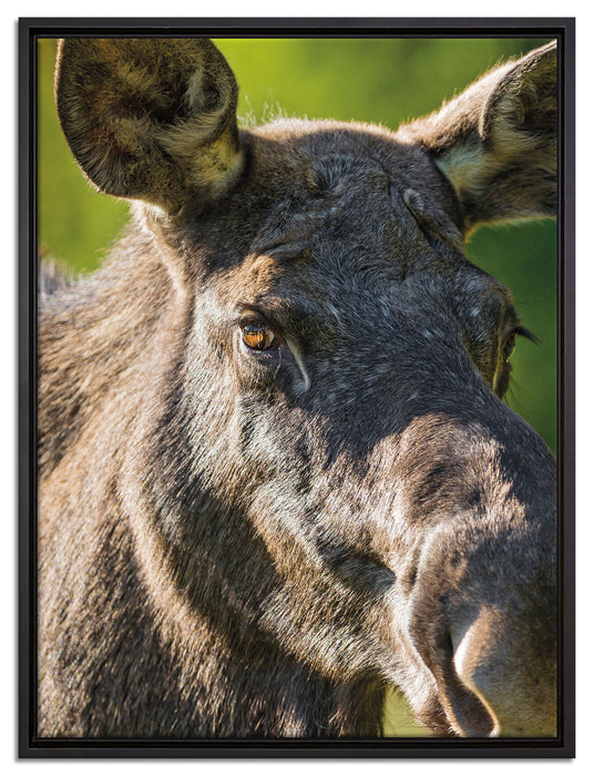 schöne Elchkuh auf Wiese auf Leinwandbild gerahmt Größe 80x60