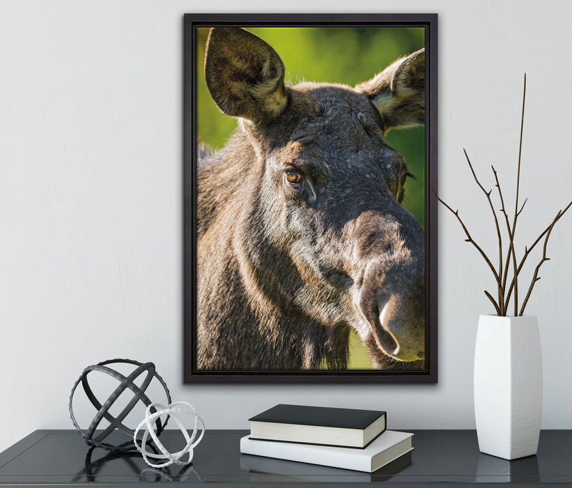 schöne Elchkuh auf Wiese auf Leinwandbild gerahmt mit Kirschblüten