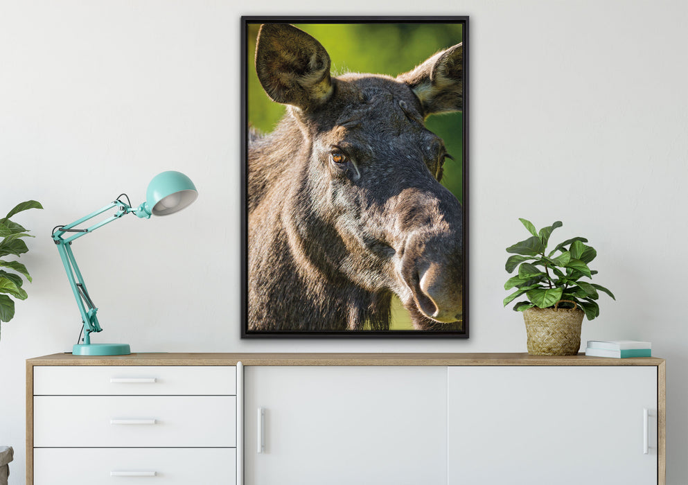 schöne Elchkuh auf Wiese auf Leinwandbild gerahmt verschiedene Größen im Wohnzimmer