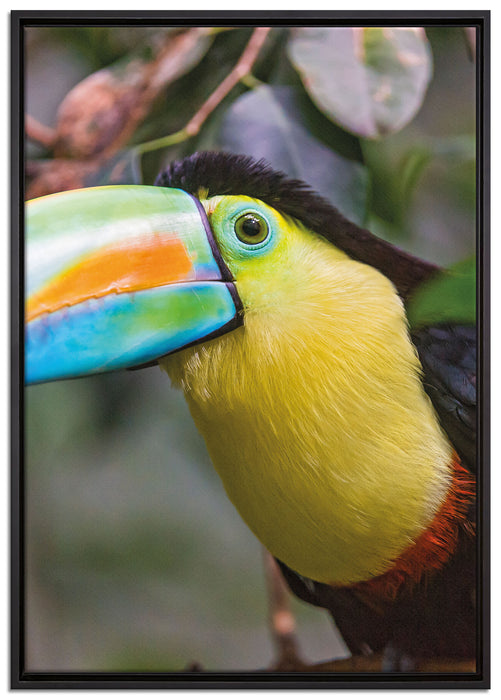 farbenfroher Fischertukan auf Leinwandbild gerahmt Größe 100x70