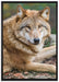 stolzer Wolf auf Stein auf Leinwandbild gerahmt Größe 100x70