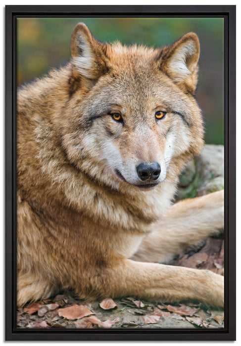 stolzer Wolf auf Stein auf Leinwandbild gerahmt Größe 60x40