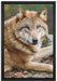 stolzer Wolf auf Stein auf Leinwandbild gerahmt Größe 60x40