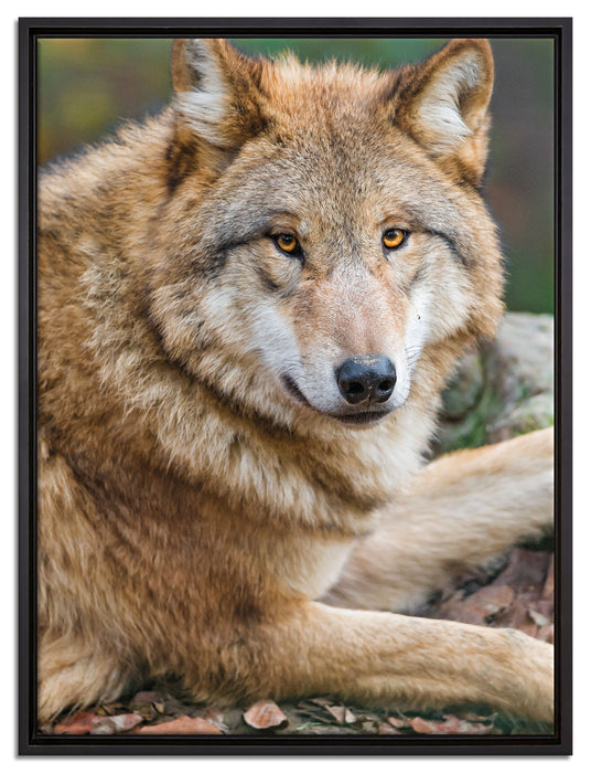 stolzer Wolf auf Stein auf Leinwandbild gerahmt Größe 80x60