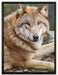 stolzer Wolf auf Stein auf Leinwandbild gerahmt Größe 80x60