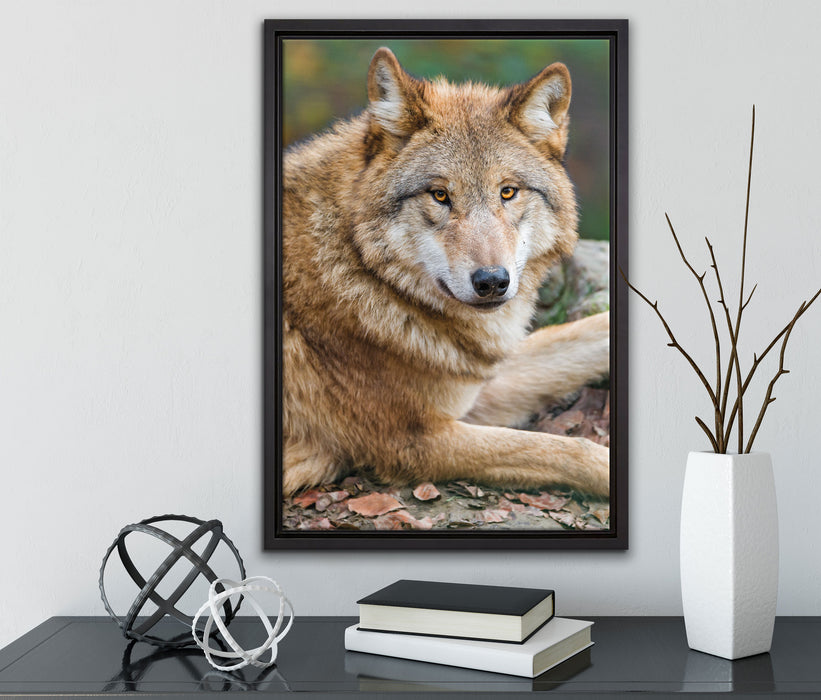 stolzer Wolf auf Stein auf Leinwandbild gerahmt mit Kirschblüten