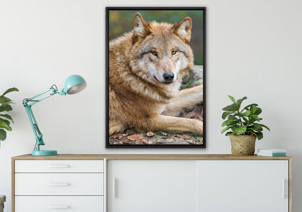 stolzer Wolf auf Stein auf Leinwandbild gerahmt verschiedene Größen im Wohnzimmer