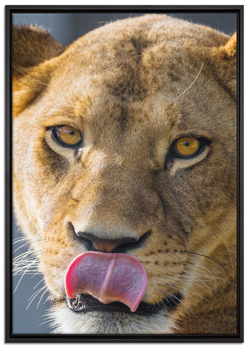 anmutige Löwin auf Leinwandbild gerahmt Größe 100x70