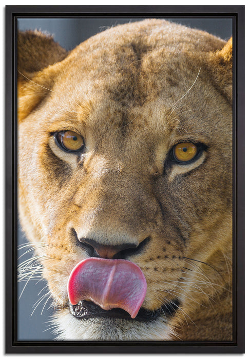 anmutige Löwin auf Leinwandbild gerahmt Größe 60x40
