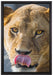 anmutige Löwin auf Leinwandbild gerahmt Größe 60x40