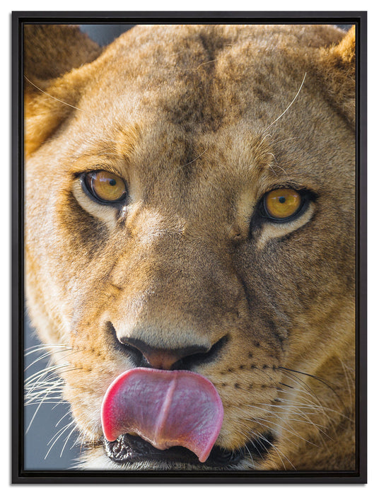 anmutige Löwin auf Leinwandbild gerahmt Größe 80x60