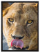 anmutige Löwin auf Leinwandbild gerahmt Größe 80x60