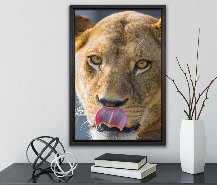 anmutige Löwin auf Leinwandbild gerahmt mit Kirschblüten