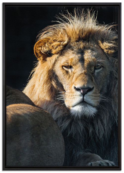 schönes Löwenpaar auf Leinwandbild gerahmt Größe 100x70