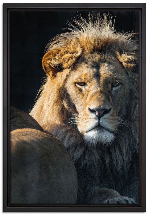 schönes Löwenpaar auf Leinwandbild gerahmt Größe 60x40