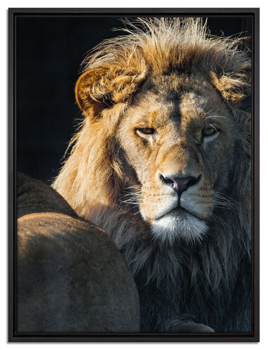 schönes Löwenpaar auf Leinwandbild gerahmt Größe 80x60