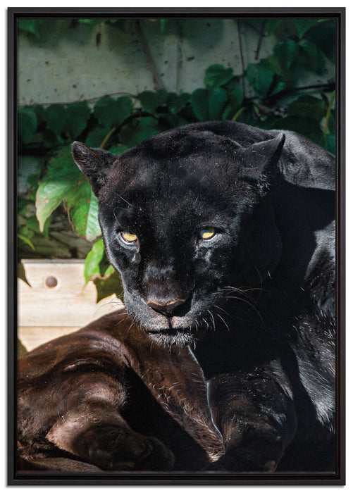 schwarzer Panther auf Leinwandbild gerahmt Größe 100x70