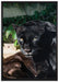 schwarzer Panther auf Leinwandbild gerahmt Größe 100x70