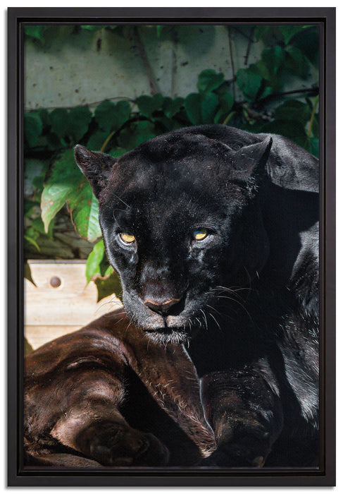 schwarzer Panther auf Leinwandbild gerahmt Größe 60x40