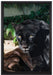 schwarzer Panther auf Leinwandbild gerahmt Größe 60x40