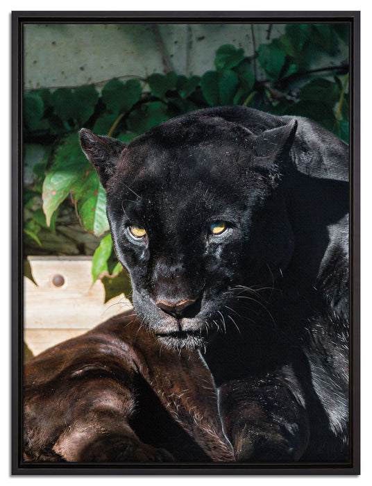 schwarzer Panther auf Leinwandbild gerahmt Größe 80x60