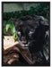 schwarzer Panther auf Leinwandbild gerahmt Größe 80x60