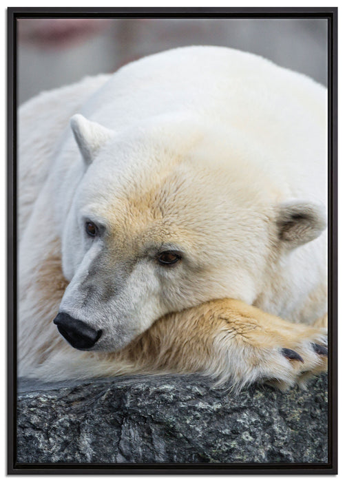 schlafender Eisbär auf Leinwandbild gerahmt Größe 100x70