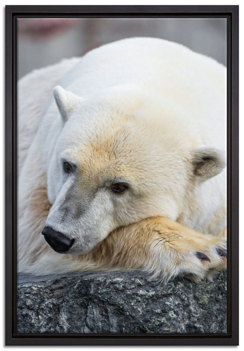 schlafender Eisbär auf Leinwandbild gerahmt Größe 60x40