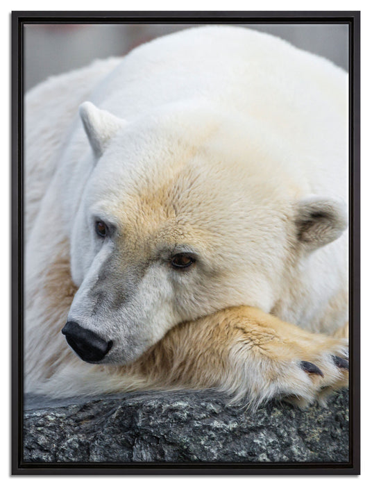schlafender Eisbär auf Leinwandbild gerahmt Größe 80x60