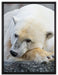 schlafender Eisbär auf Leinwandbild gerahmt Größe 80x60