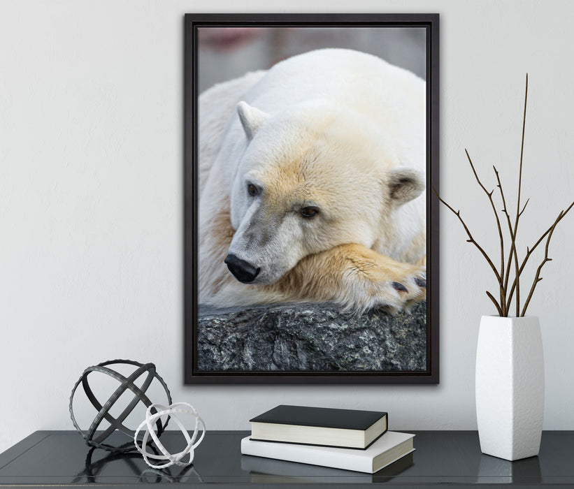 schlafender Eisbär auf Leinwandbild gerahmt mit Kirschblüten