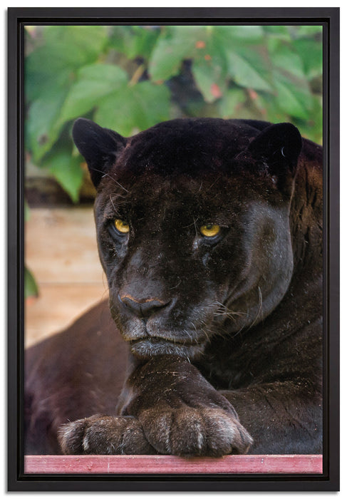 schöner schwarzer Panther auf Leinwandbild gerahmt Größe 60x40