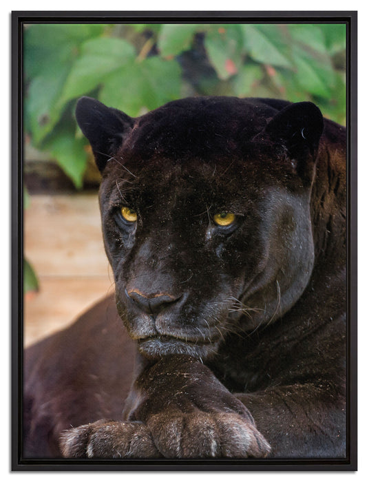schöner schwarzer Panther auf Leinwandbild gerahmt Größe 80x60