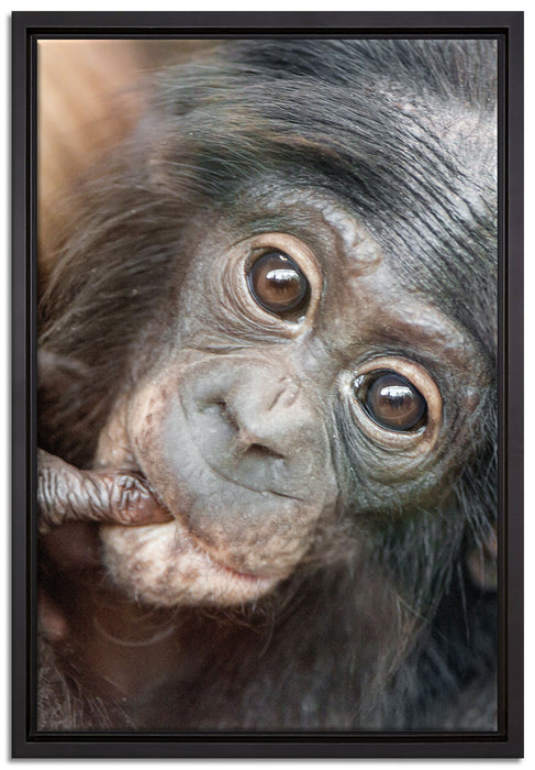 kleines Affenbaby auf Leinwandbild gerahmt Größe 60x40