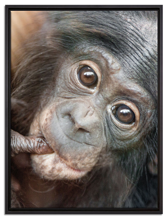kleines Affenbaby auf Leinwandbild gerahmt Größe 80x60