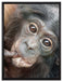 kleines Affenbaby auf Leinwandbild gerahmt Größe 80x60