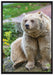 niedlicher Grizzlybär auf Stein auf Leinwandbild gerahmt Größe 100x70
