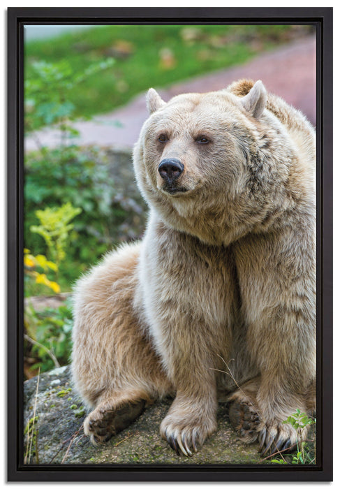 niedlicher Grizzlybär auf Stein auf Leinwandbild gerahmt Größe 60x40