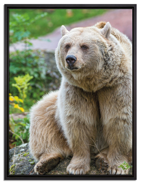 niedlicher Grizzlybär auf Stein auf Leinwandbild gerahmt Größe 80x60